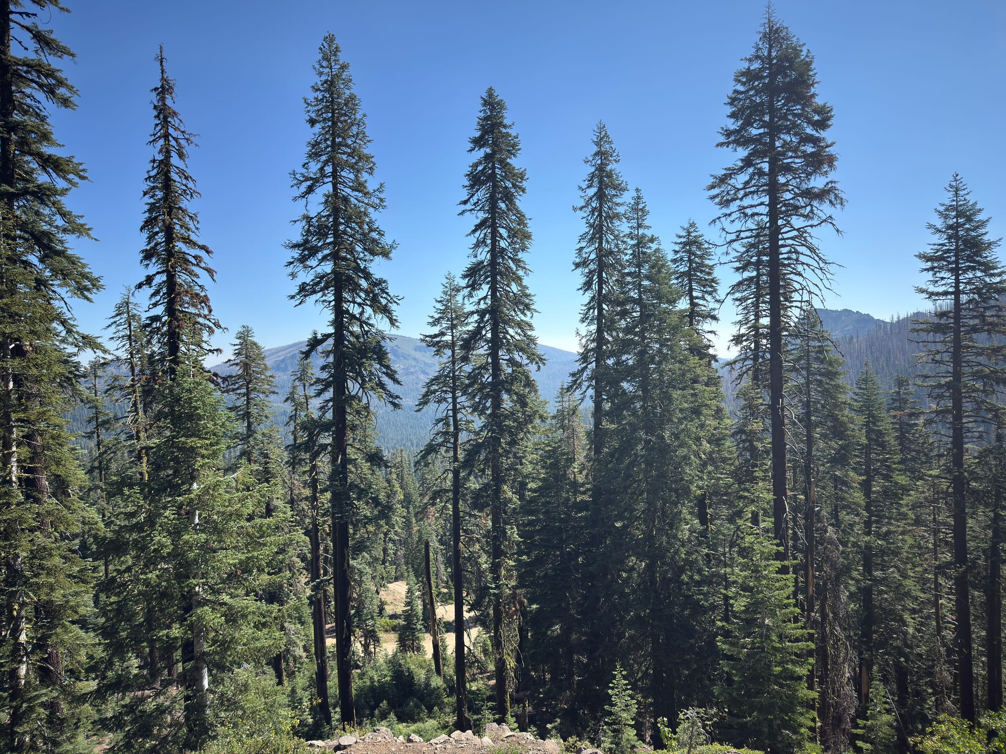 Pacific Crest Trail - Day 119 - Halfway!