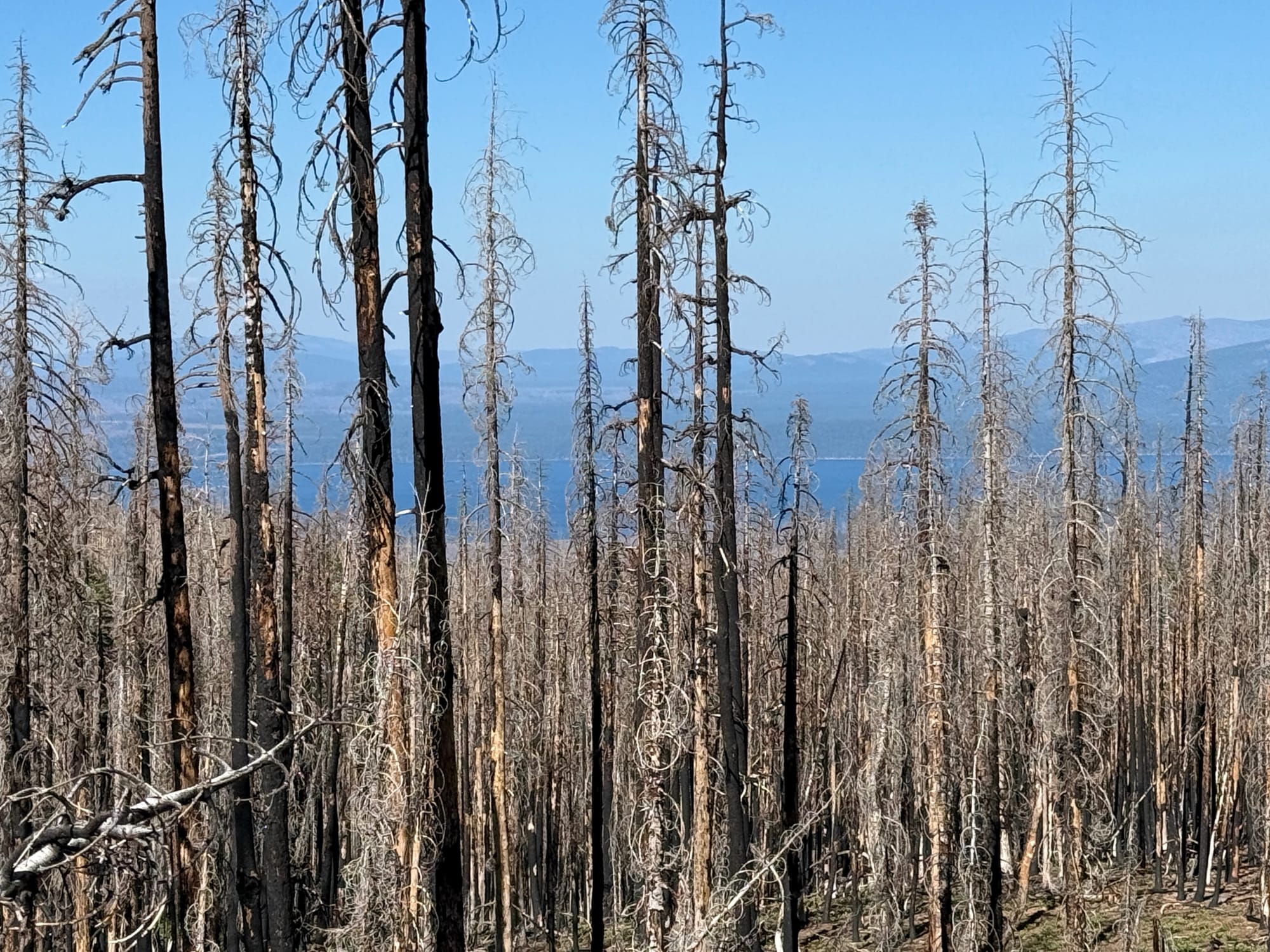 Pacific Crest Trail - Day 119 - Halfway!