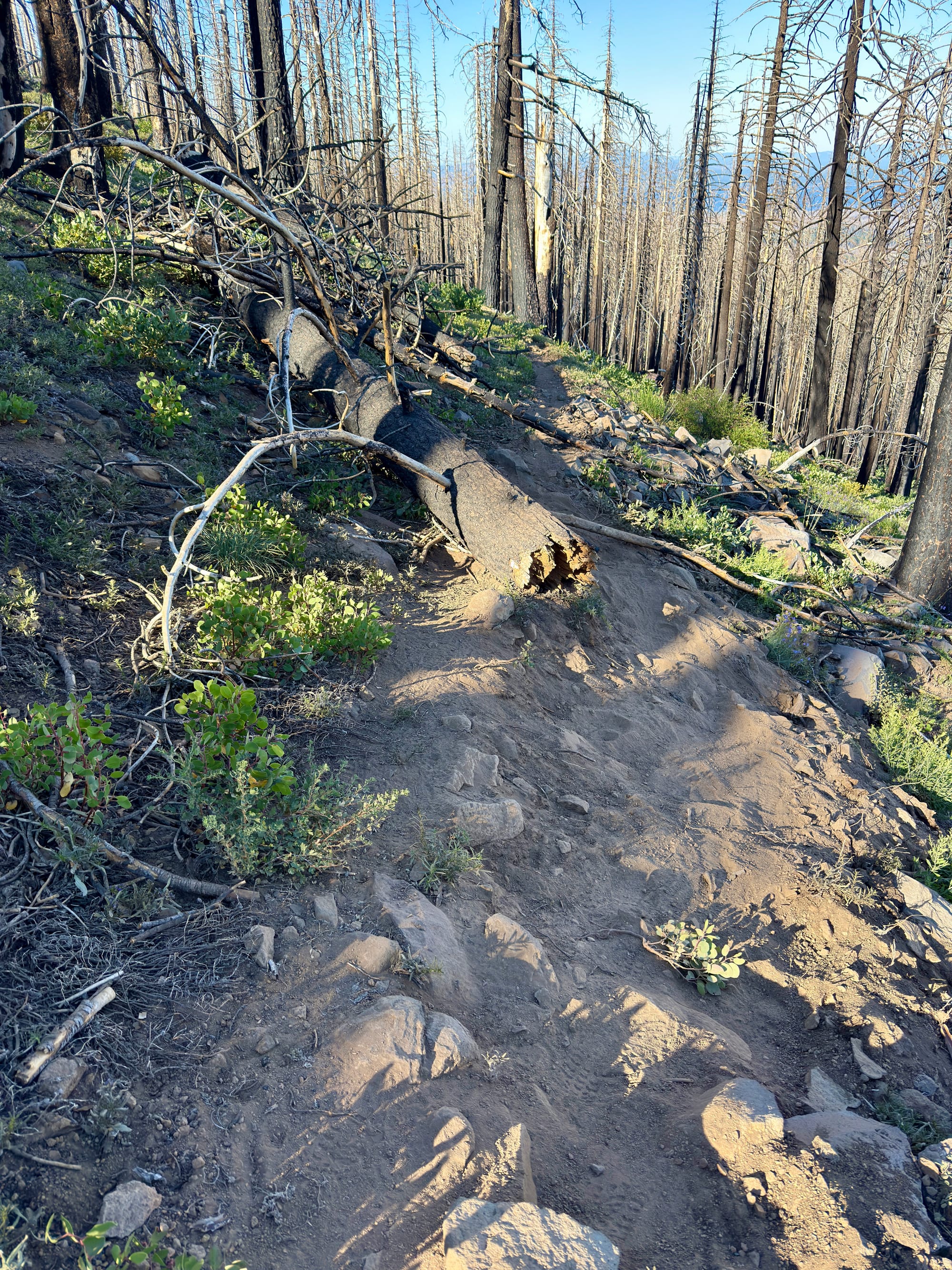 Pacific Crest Trail - Day 119 - Halfway!