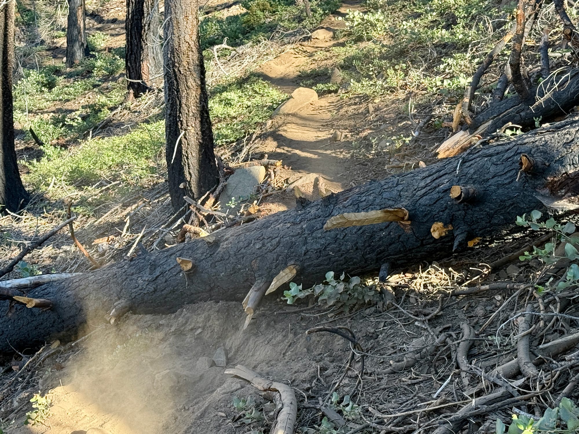 Pacific Crest Trail - Day 119 - Halfway!