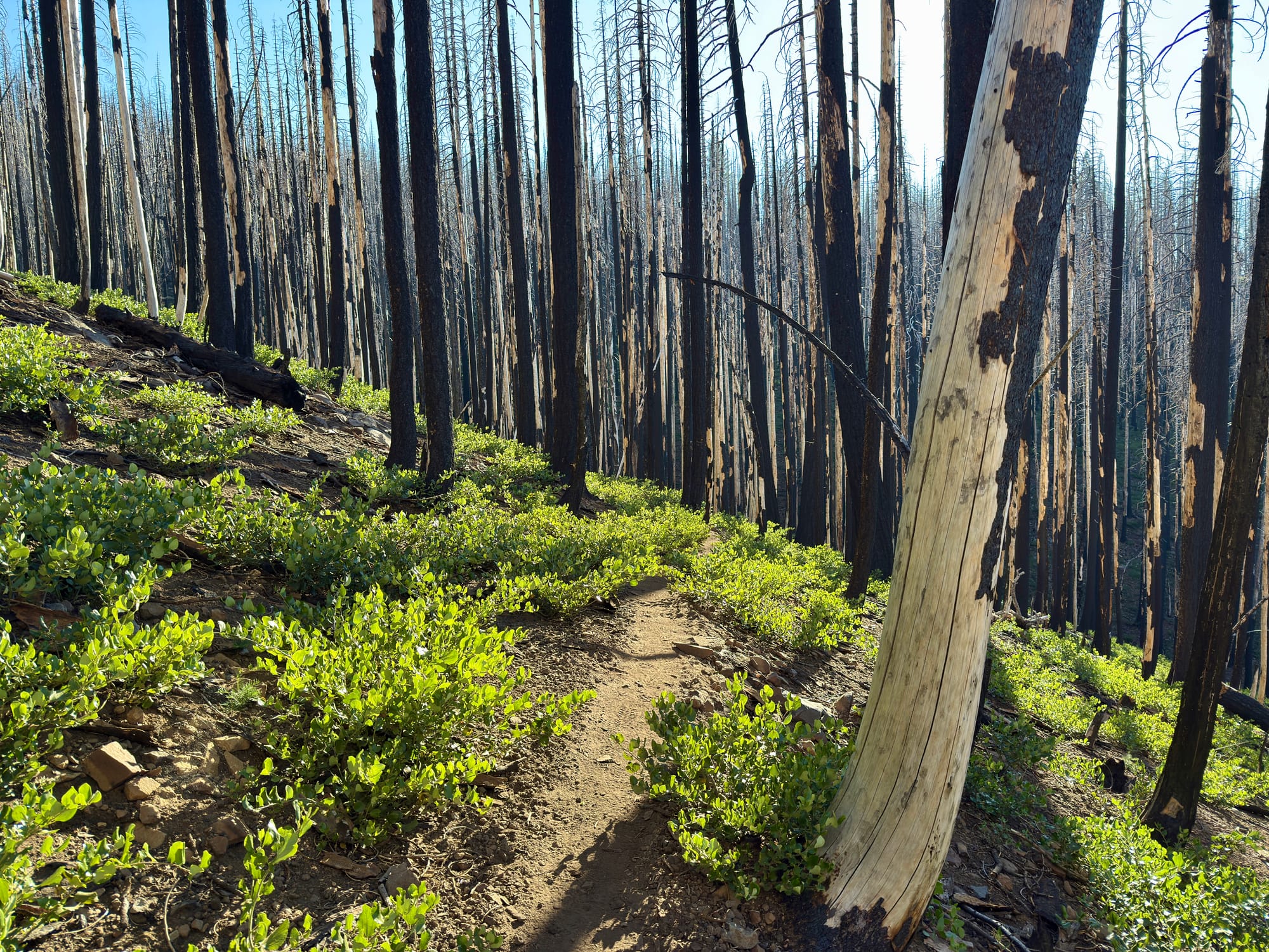 Pacific Crest Trail - Day 119 - Halfway!