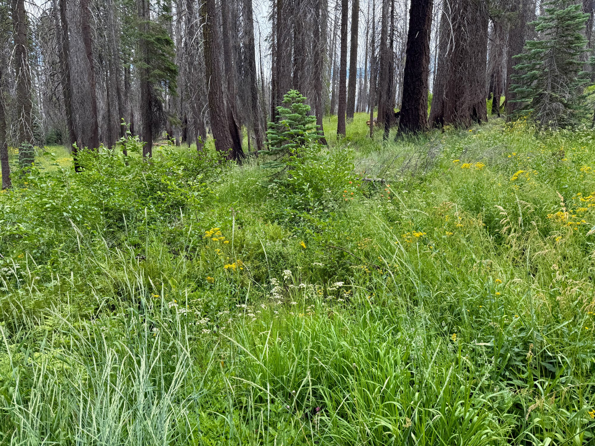 Pacific Crest Trail - Day 120 - Drakesbad Ranch