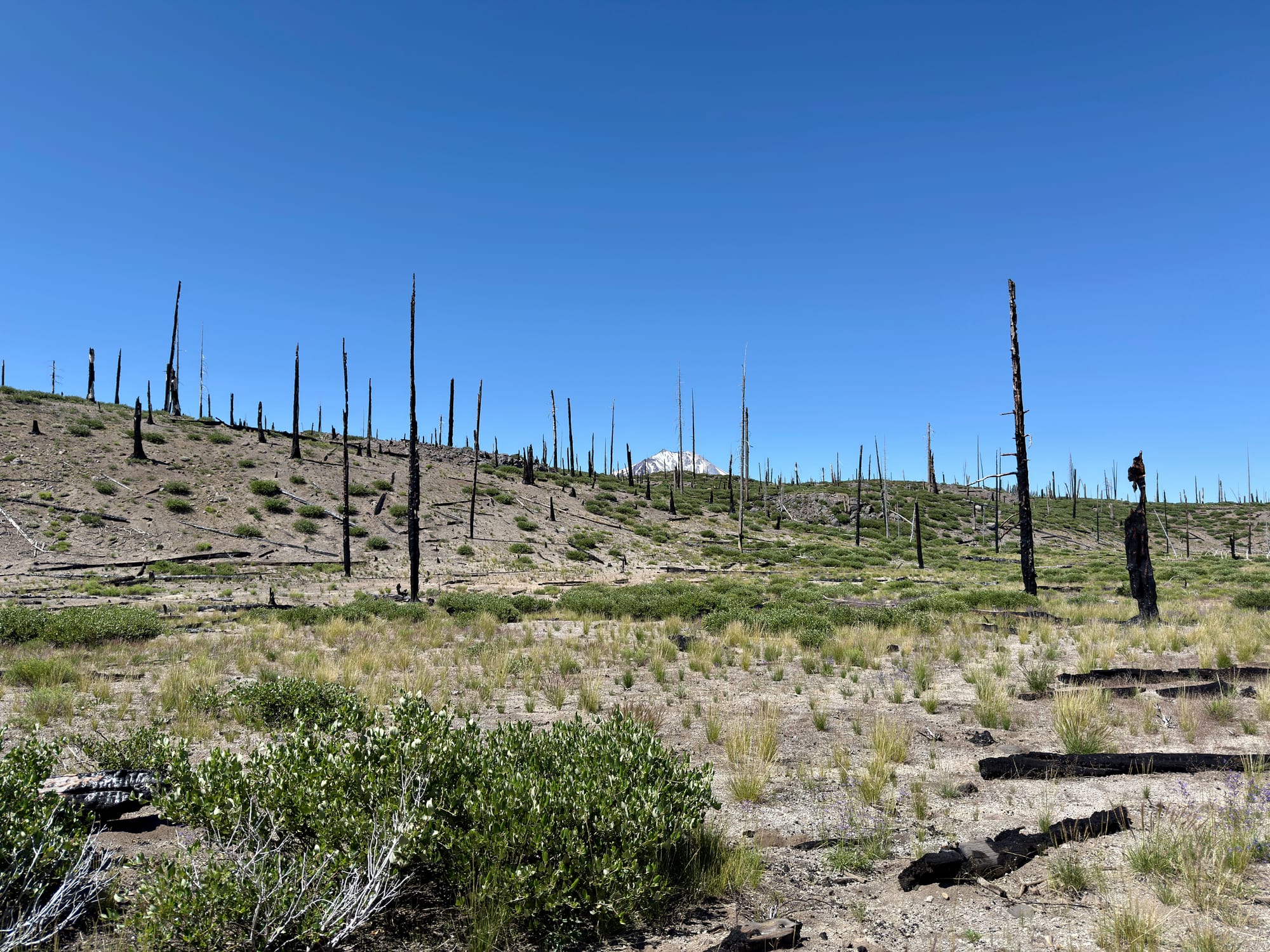 Pacific Crest Trail - Day 121 -  Lassen to Old Station