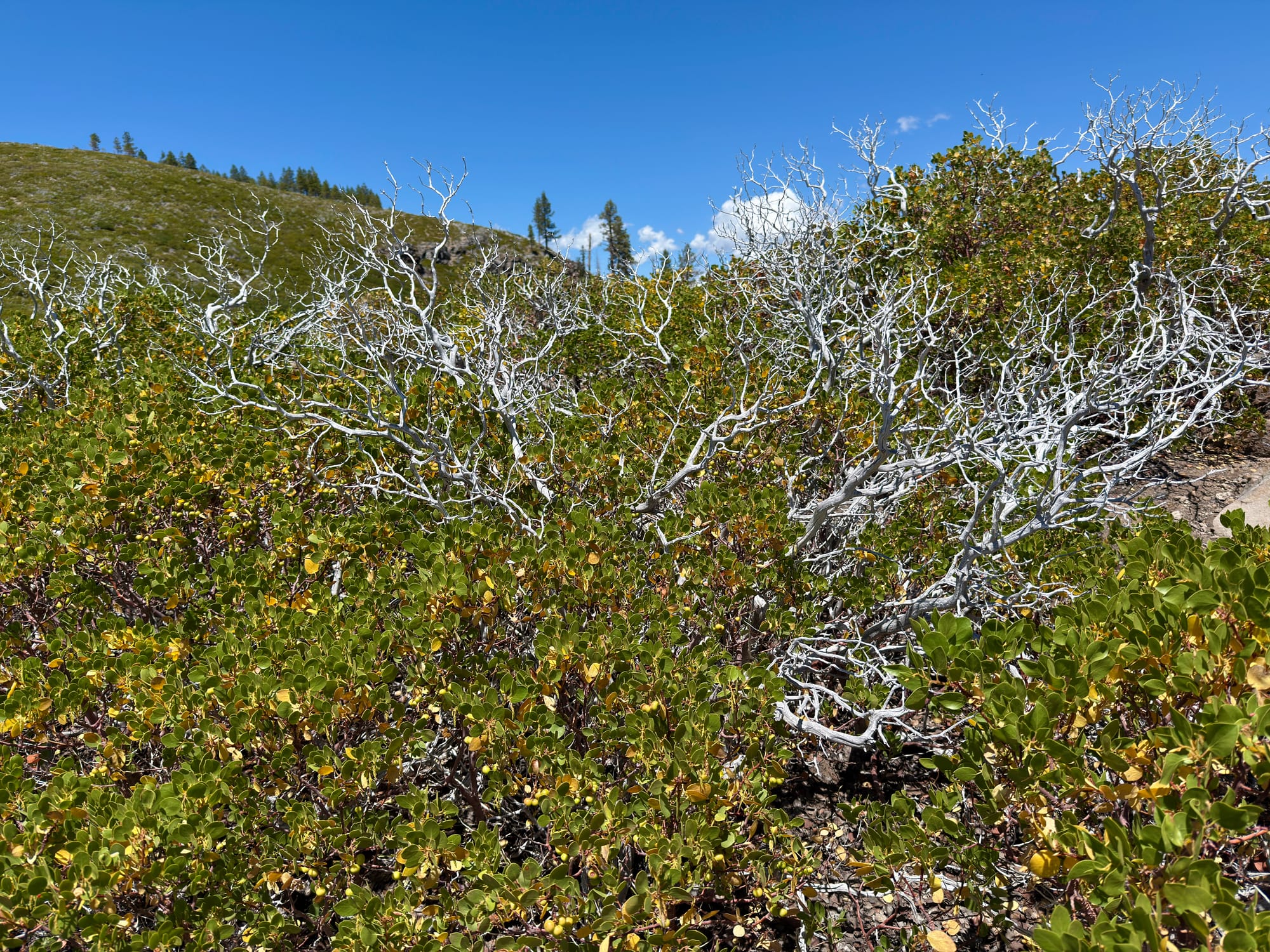 Pacific Crest Trail - Day 121 -  Lassen to Old Station