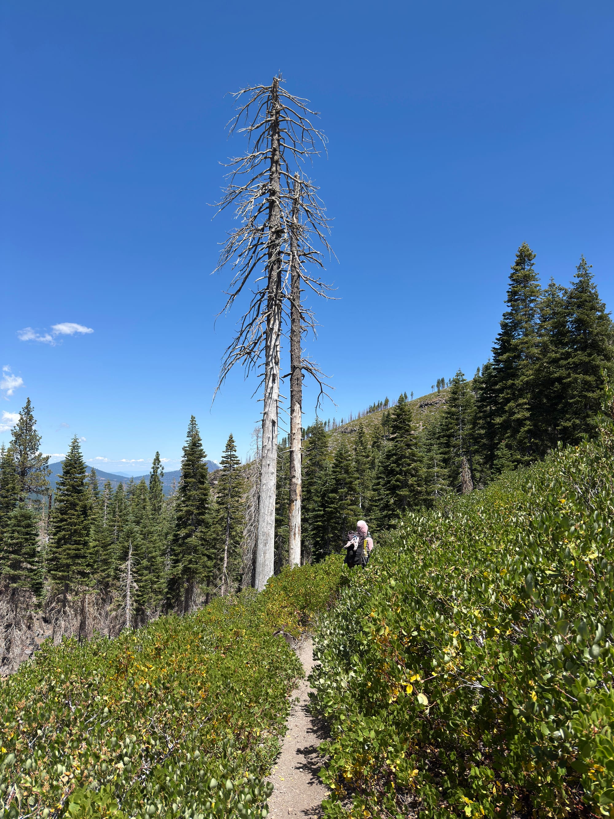 Pacific Crest Trail - Day 121 -  Lassen to Old Station