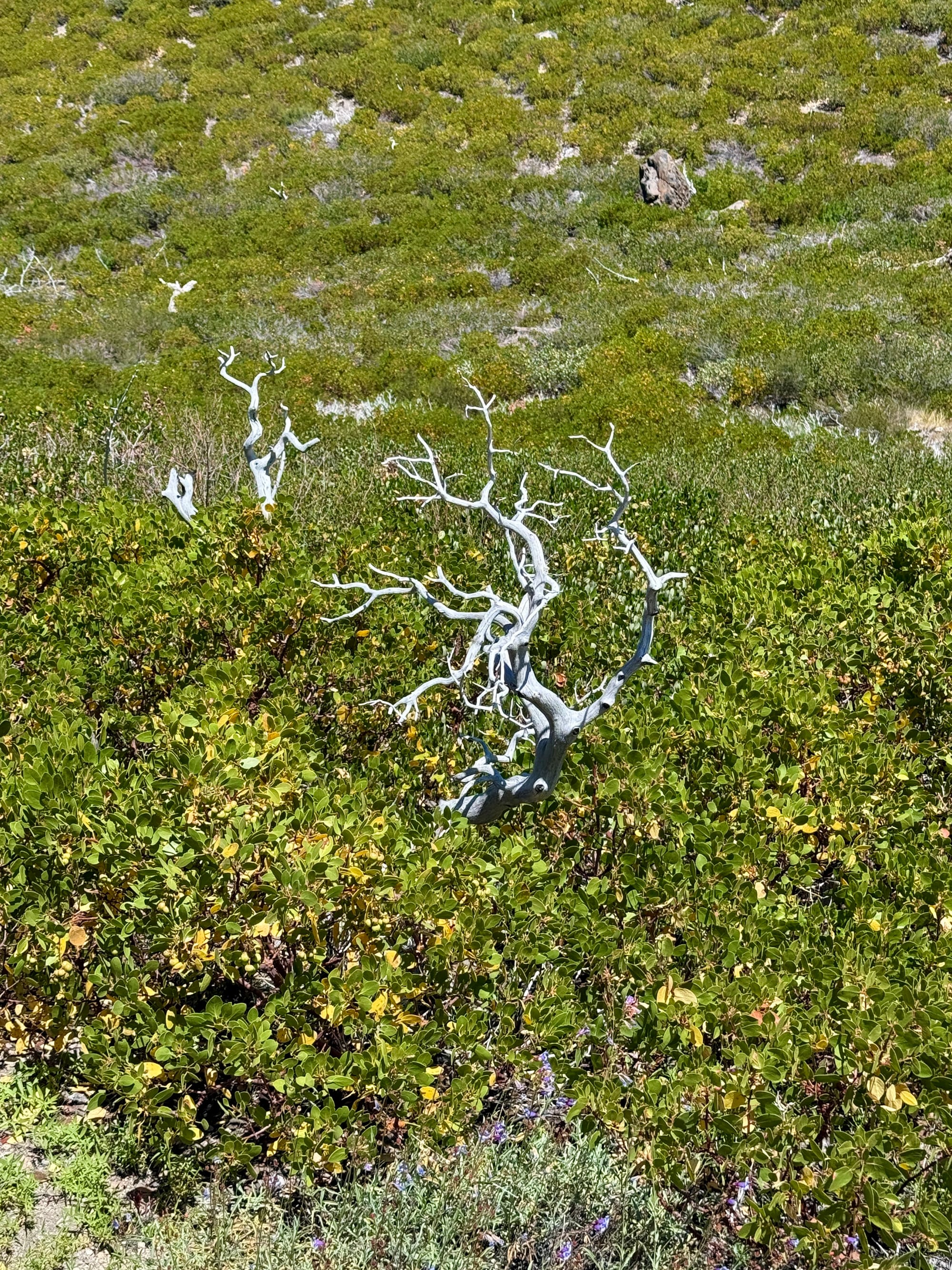 Pacific Crest Trail - Day 121 -  Lassen to Old Station