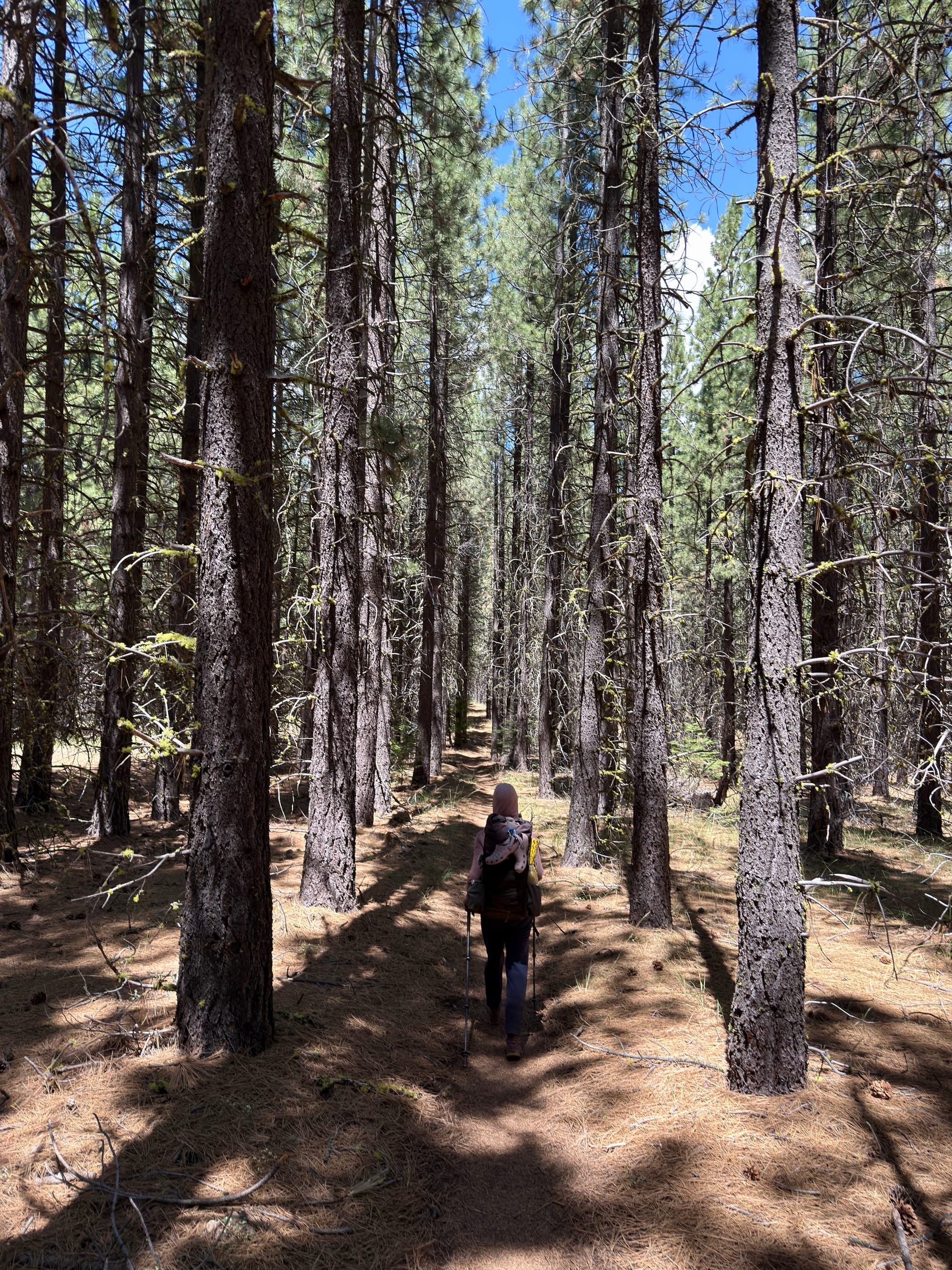 Pacific Crest Trail - Day 121 -  Lassen to Old Station