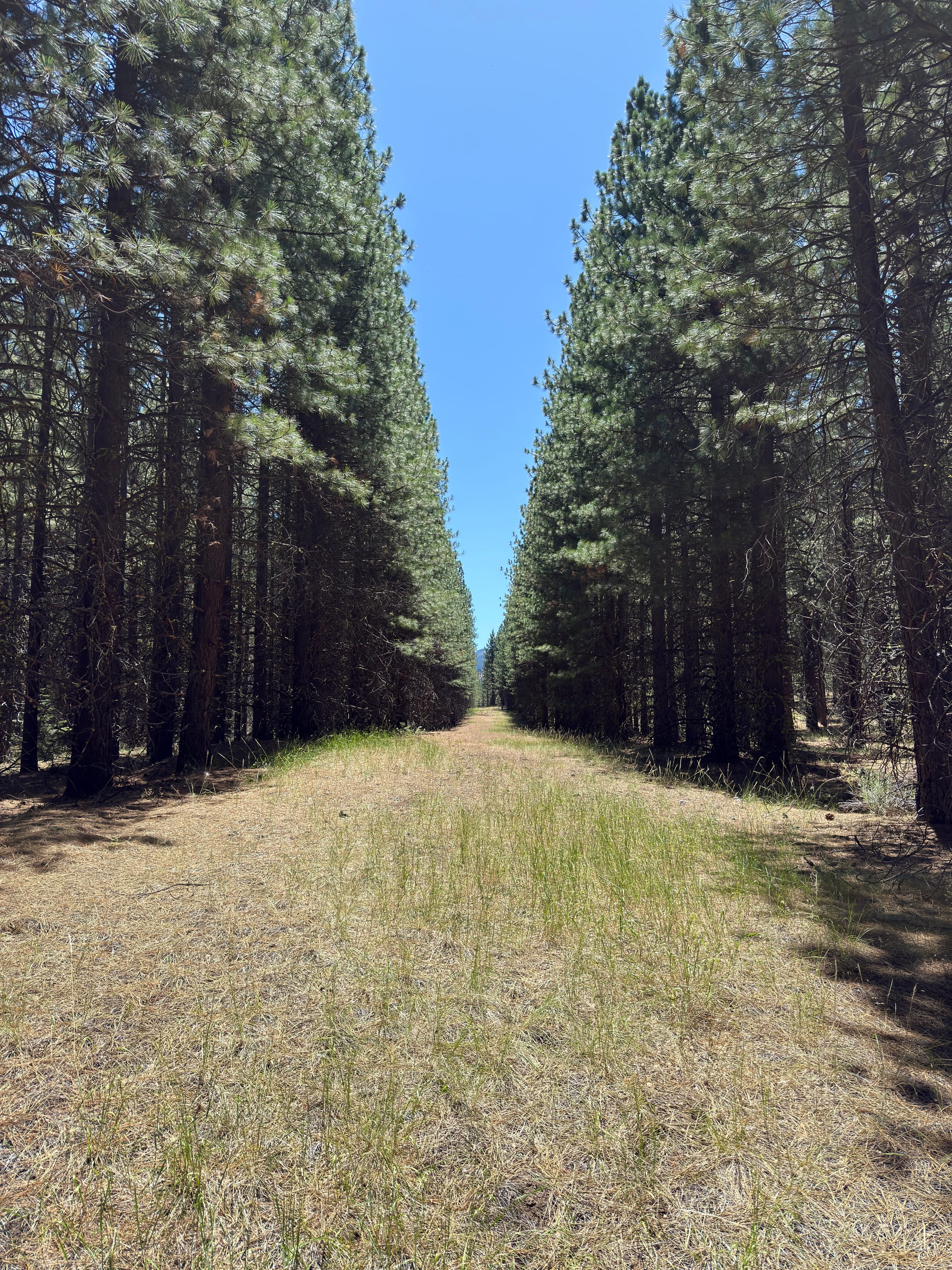 Pacific Crest Trail - Day 121 -  Lassen to Old Station