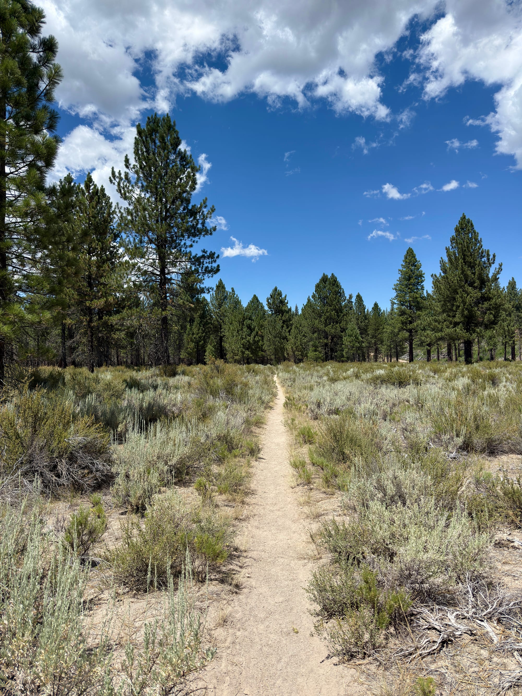 Pacific Crest Trail - Day 121 -  Lassen to Old Station