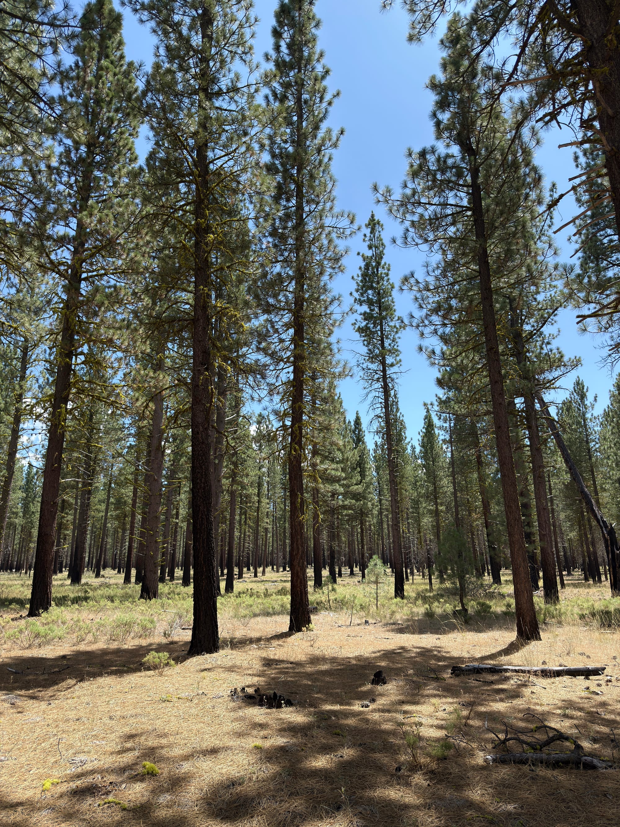 Pacific Crest Trail - Day 121 -  Lassen to Old Station