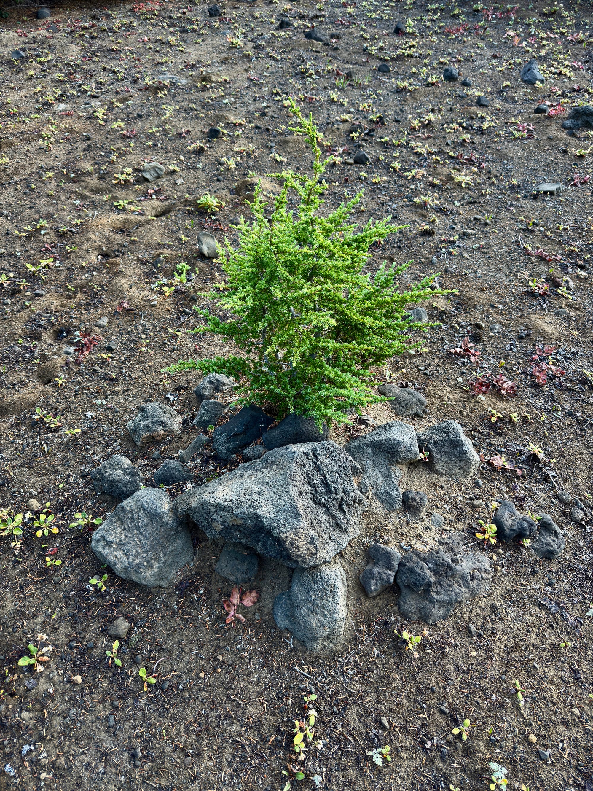 Pacific Crest Trail - Day 157 - Mt. Jefferson