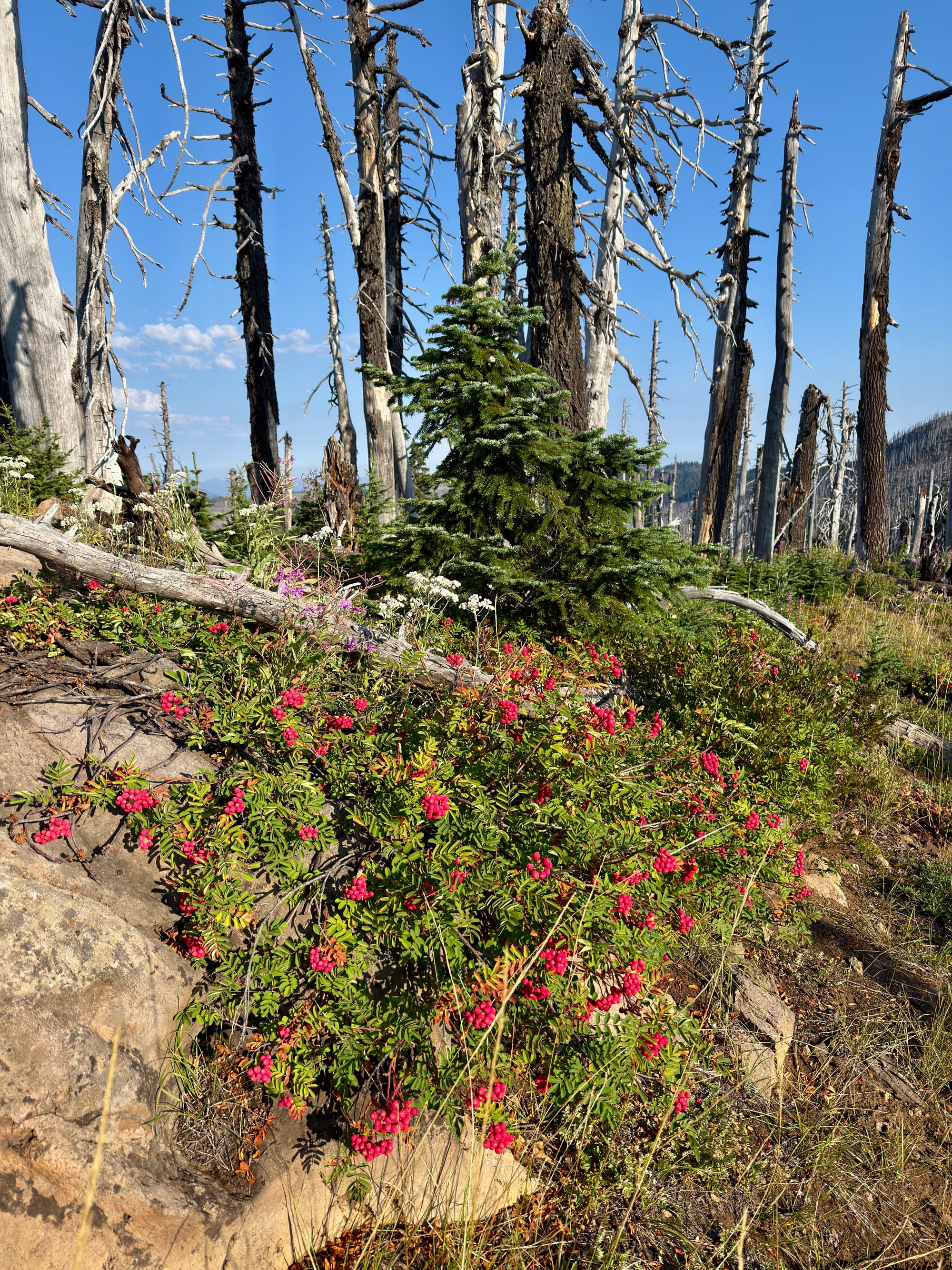 Pacific Crest Trail - Day 157 - Mt. Jefferson
