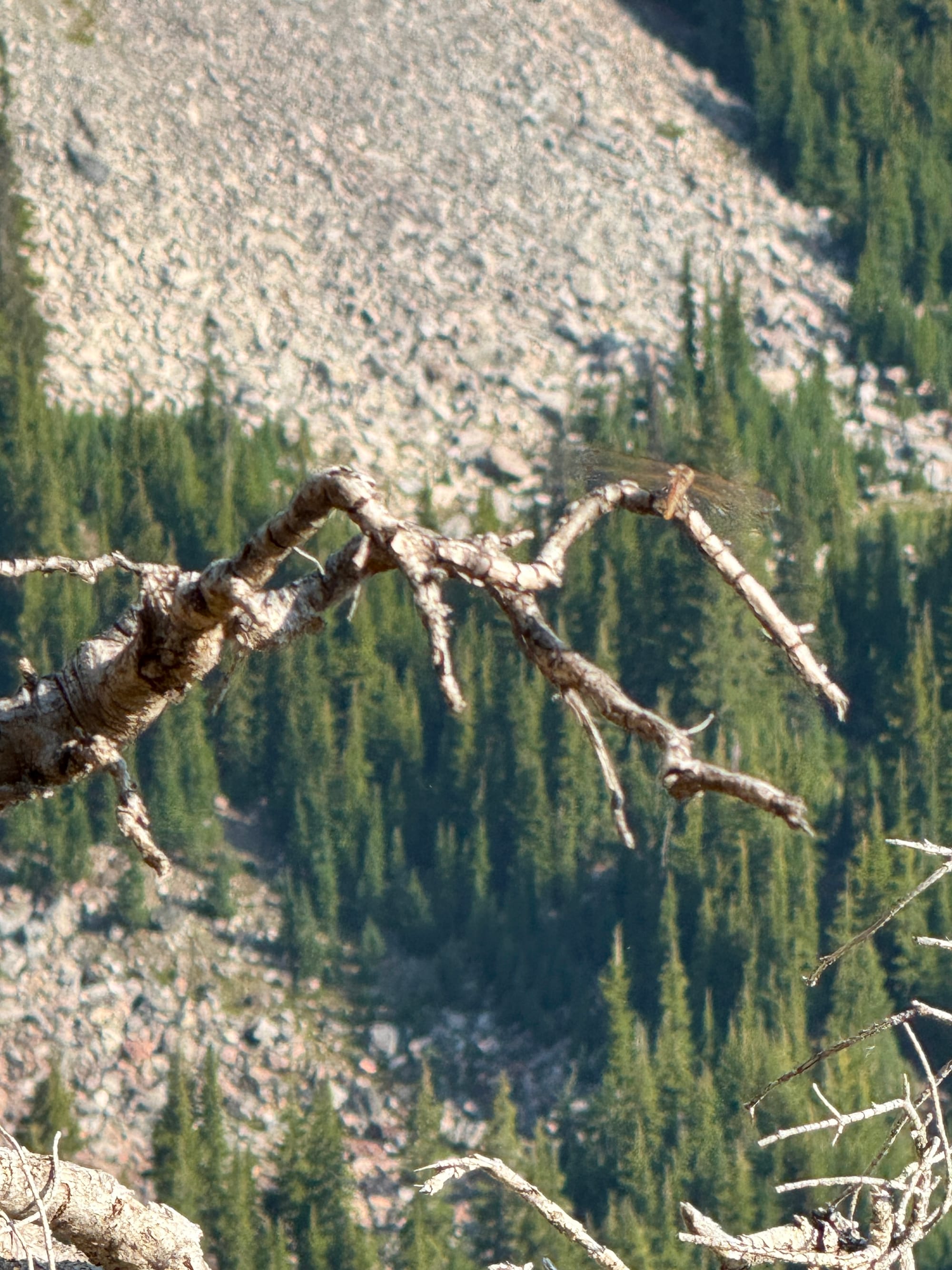 Pacific Crest Trail - Day 157 - Mt. Jefferson
