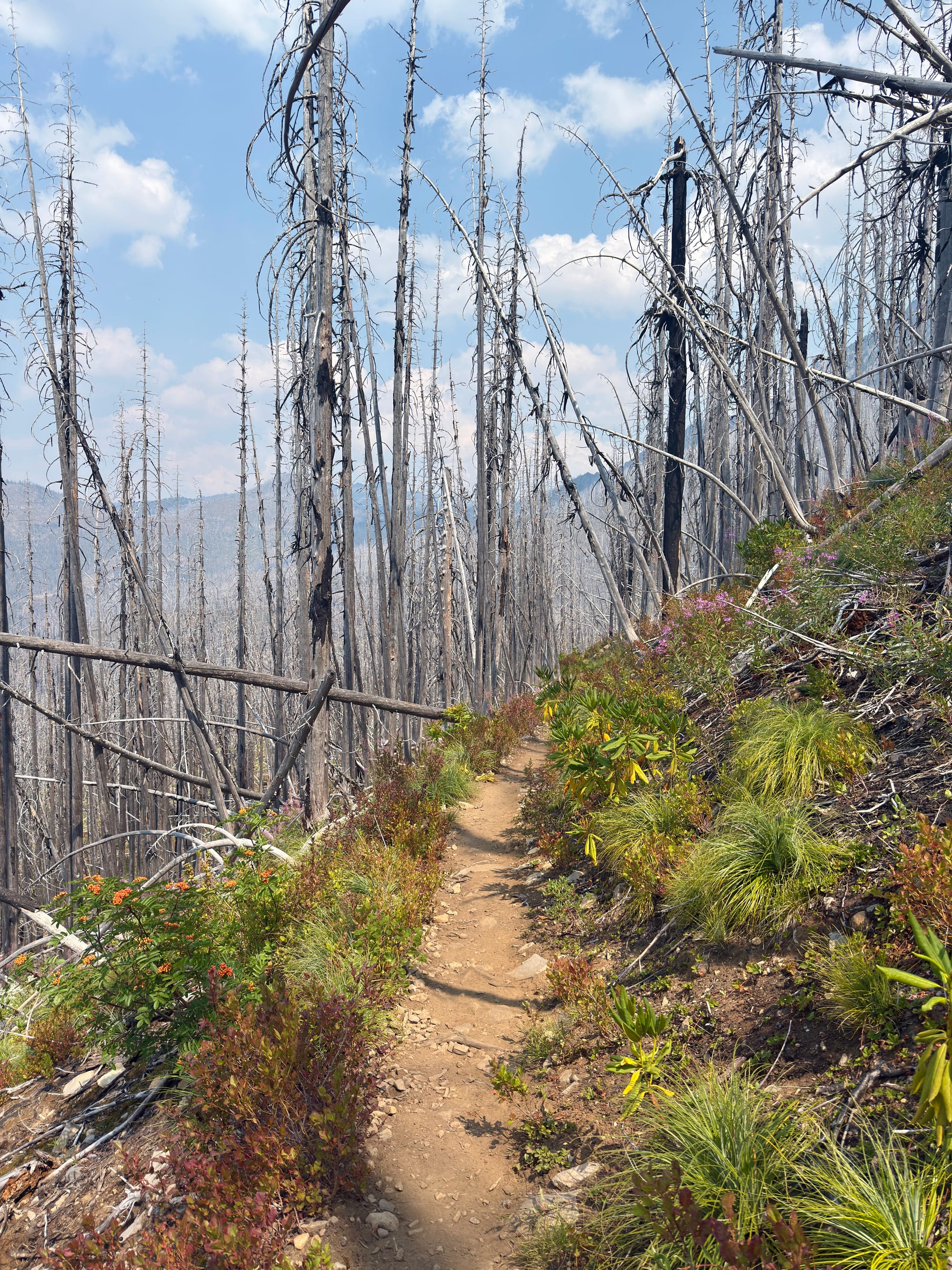 Pacific Crest Trail - Day 157 - Mt. Jefferson