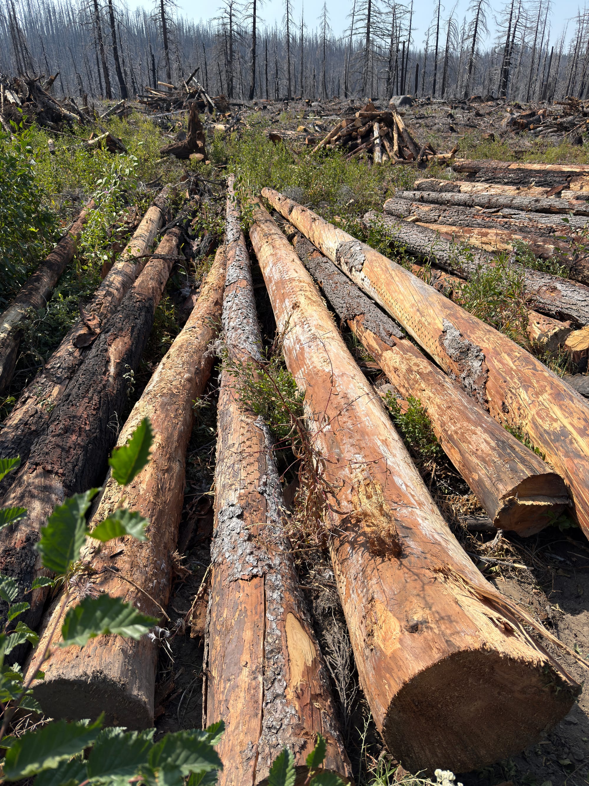 Pacific Crest Trail - Day 158 - Olallie Lake