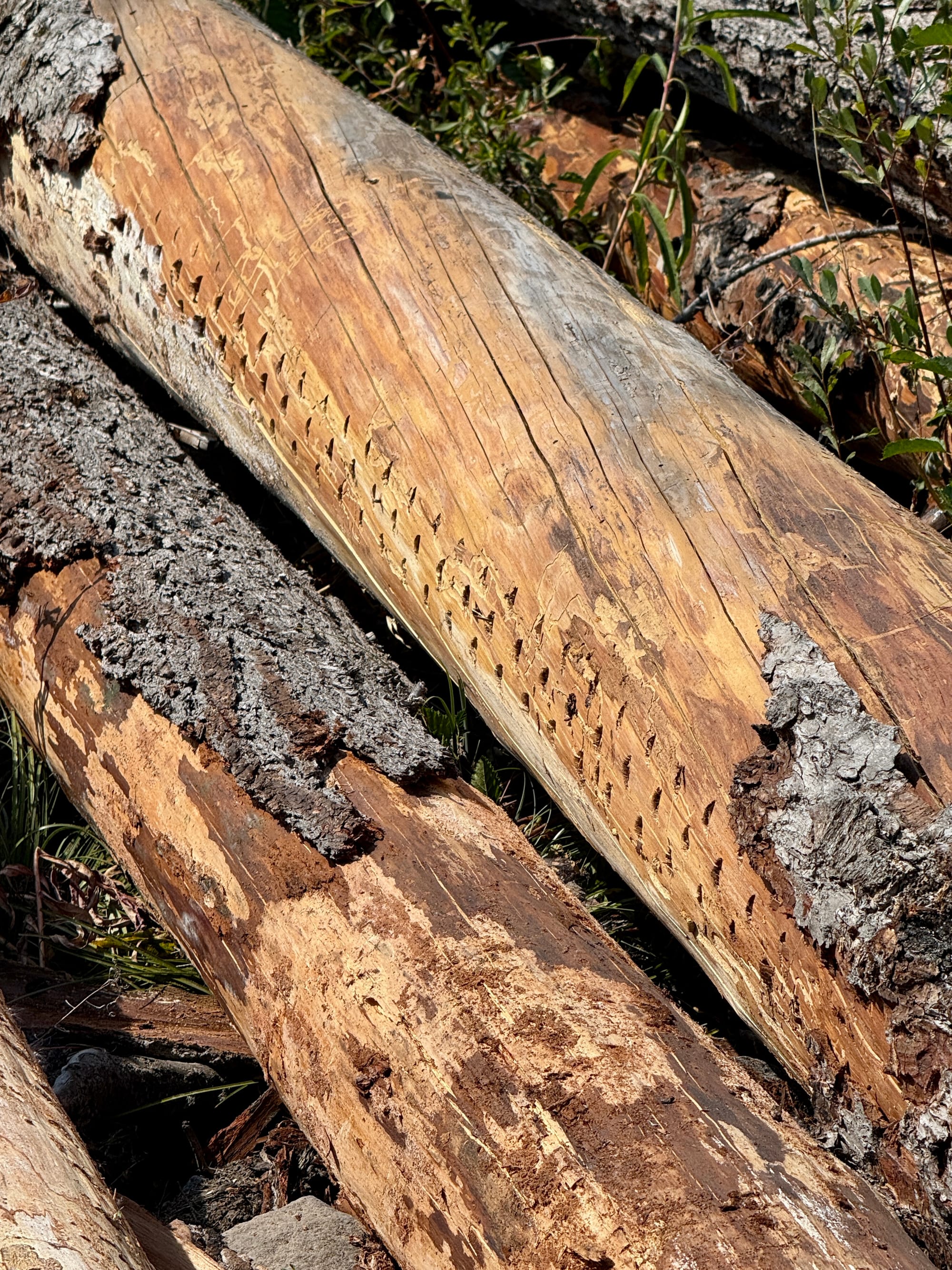 Pacific Crest Trail - Day 158 - Olallie Lake