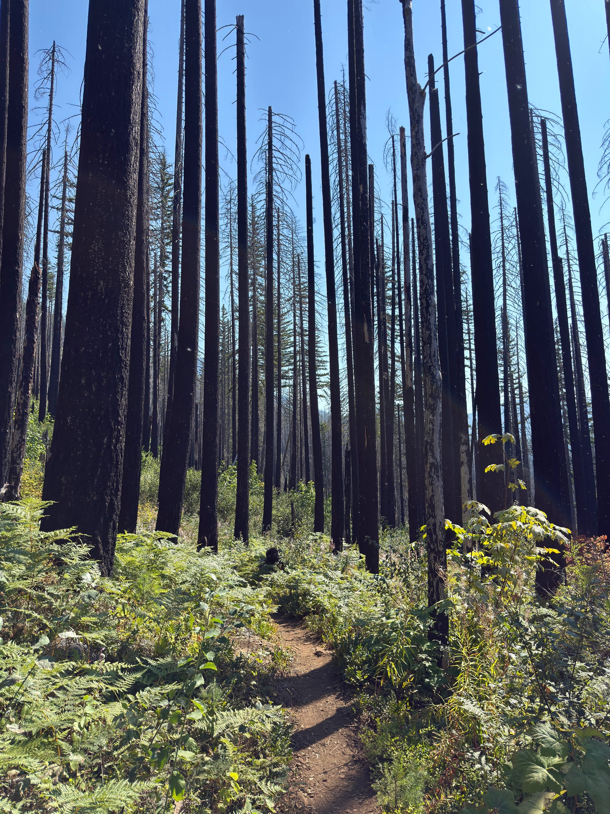 Pacific Crest Trail - Day 160 - Eagle Creek to Cascade Locks