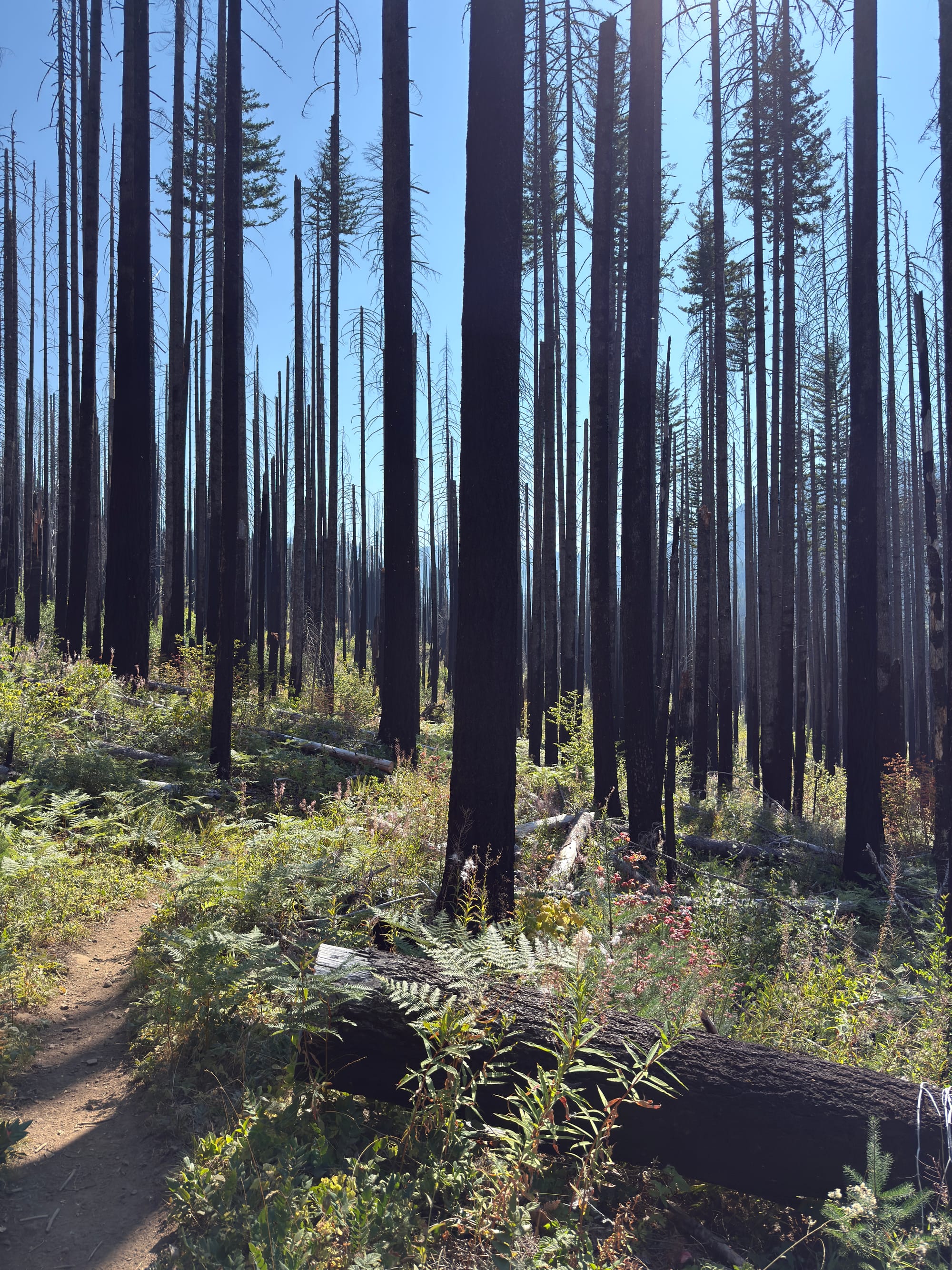 Pacific Crest Trail - Day 160 - Eagle Creek to Cascade Locks